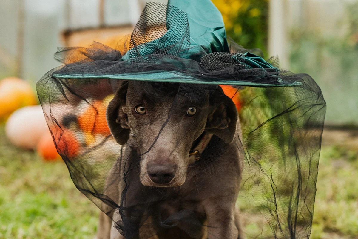 TailWagging Halloween Costume Ideas for Cats and Dogs