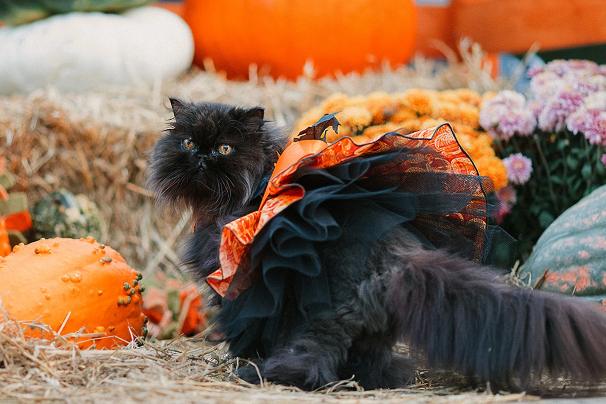 TailWagging Halloween Costume Ideas for Cats and Dogs
