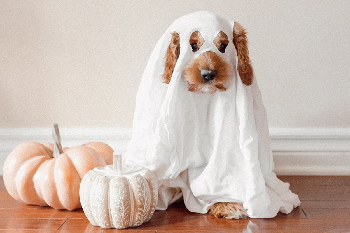 TailWagging Halloween Costume Ideas for Cats and Dogs